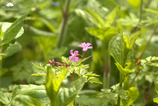Geranium robertianum - Robertskruid