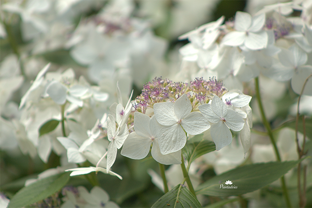 Hydrangea macrophylla Teller White - Hortensia