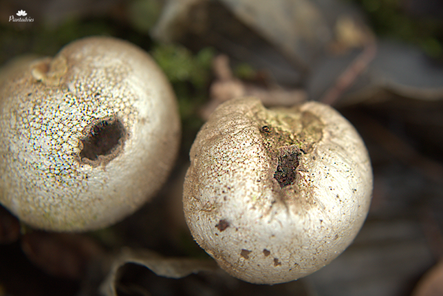 Stuifzwam - Kleine aardappelbovist - Scleroderma areolatum
