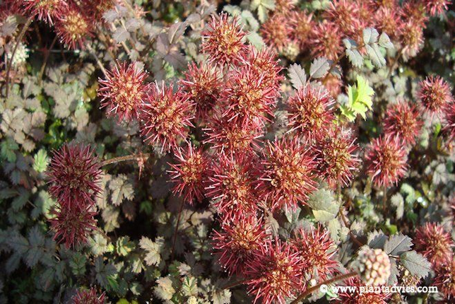 Acaena microphylla - Stekelnootje