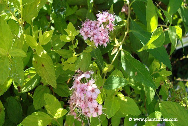 Spirea japonica Anthony Waterer - Spierstruik