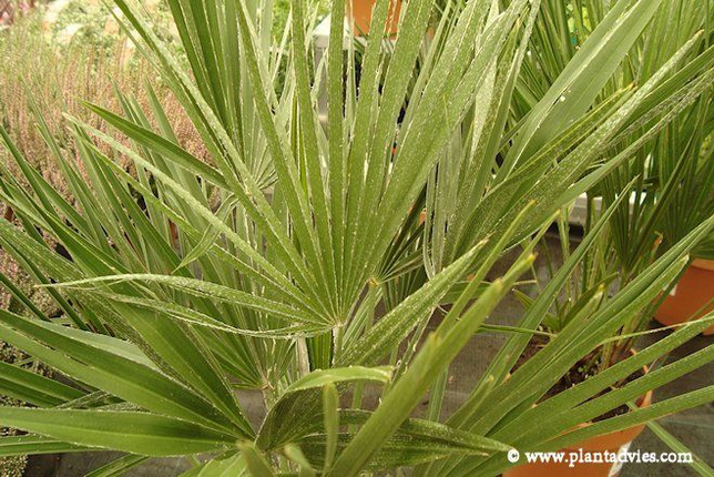 Chamaerops humilis - Europese Dwergpalm