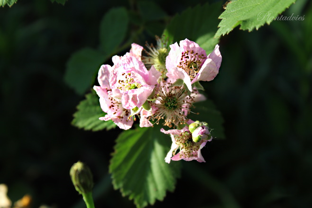 Rubus fruticosus - Braam