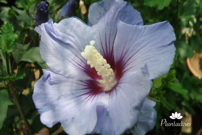 Hibiscus syriacus 'Oiseau Bleu' - Altheastruik