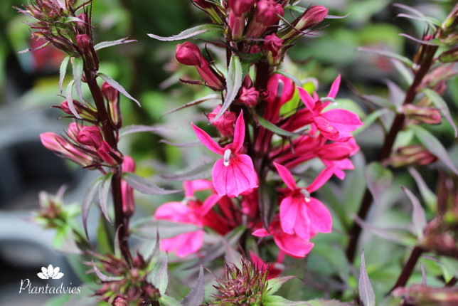 Lobelia fan pink - Lobelia