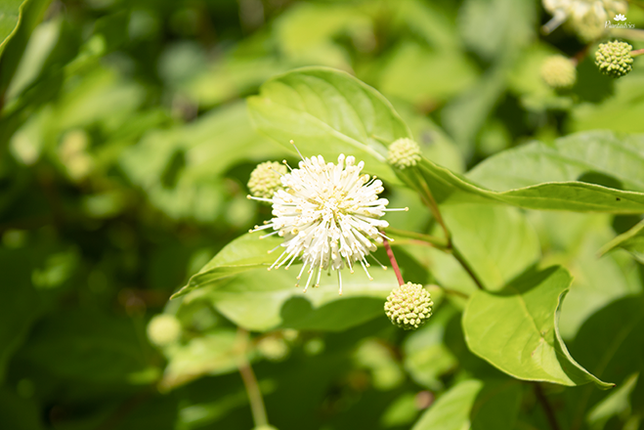 Cephalanthus occidentalis - Kogelbloem