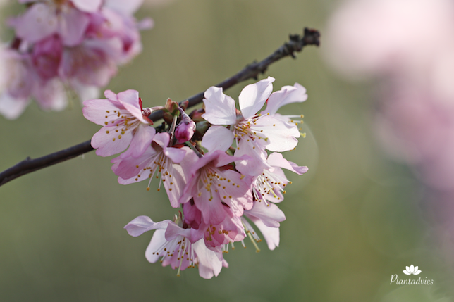 Prunus kurilensis ‘Ruby’ - Sierkers