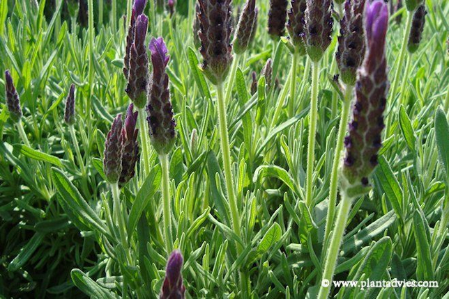 Lavandula stoechas Belle provence avignon - Vlinderlavedel