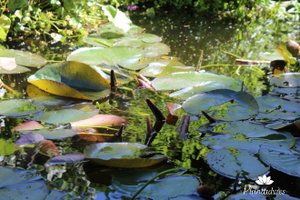 Vijveronderhoud in juni