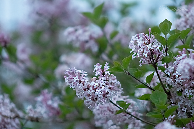 Syringa patula `Miss Kim` - Sering