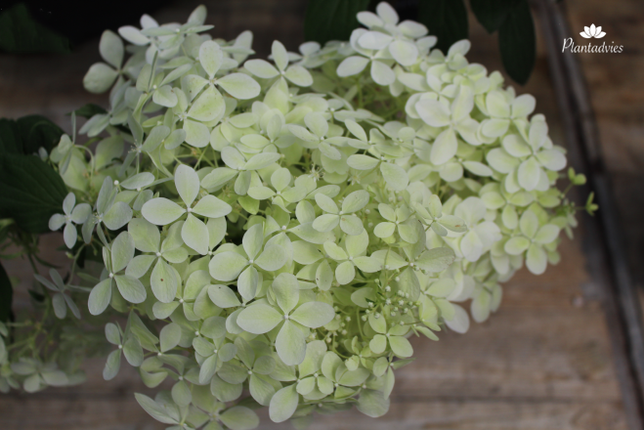 Hydrangea paniculata Phantom - Pluimhortensia