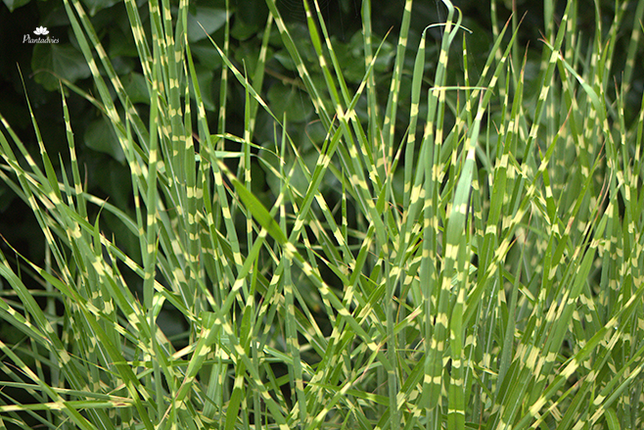 Miscanthus sinensis Zebrinus - Prachtriet