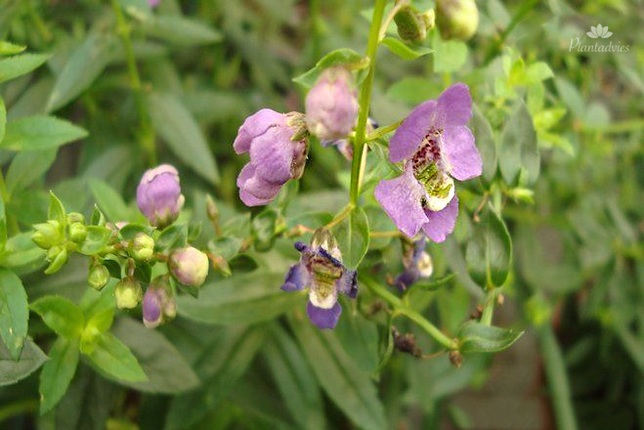 Angelonia - Zomer leeuwenbek