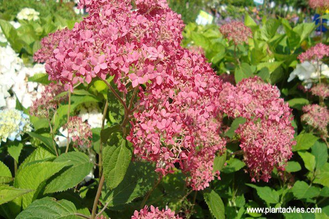 Hydrangea arborescens `Invincibell` Pink Annabelle - Hortensia