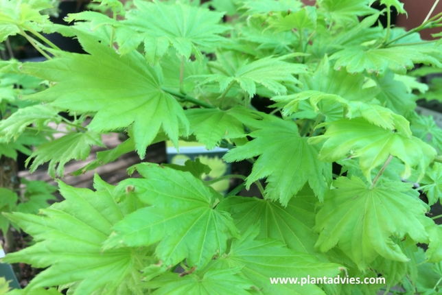 Acer shirasawanum Aureum - Japanse esdoorn esdoorn