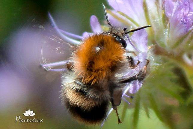 Akkerhommel - Bombus pascuorum