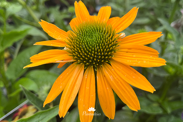 Echinacea Sombrero Lemon Yello - Zonnehoed