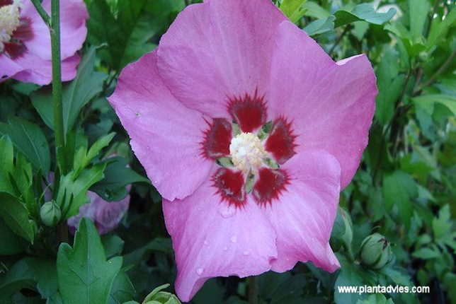 Hibiscus syriacus 'Woodbridge' - Altheastruik