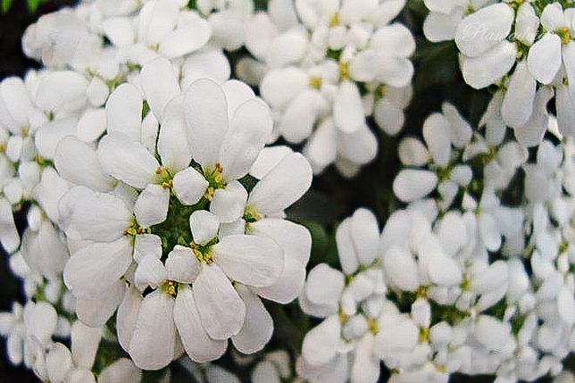 Iberis sempervirens - Scheefkelk