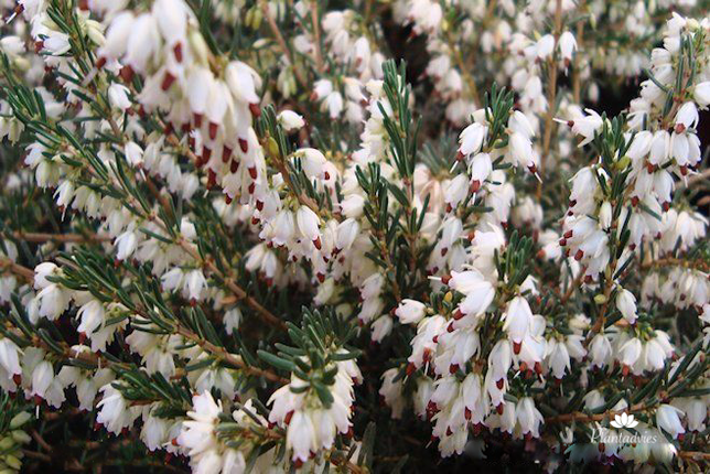 Erica darleyensis White Perfection - Voorjaarsheide