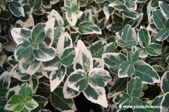 Euonymus fortunei Emerald Gaiety - Kardinaalsmuts - Kardinaalshoed