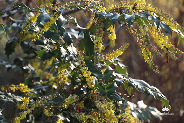 Mahonia Japonica - Mahoniestruik