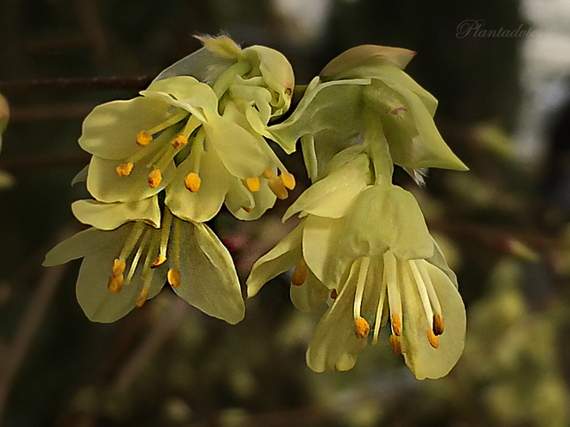 Corylopsis pauciflora - Schijnhazelaar