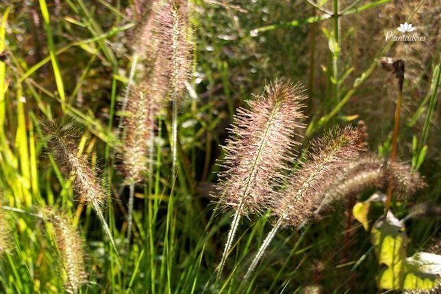 Pennisetum alopecuroides Hameln - Lampenpoetsersgras