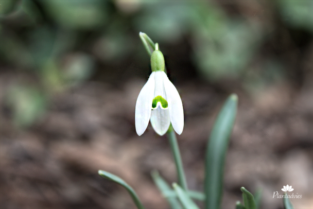 Galanthus - Sneeuwklokje