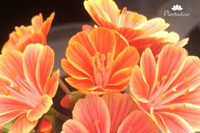 Lewisia cotyledon - Bitterkruid