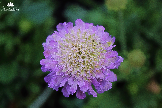 Scabiosa columbaria