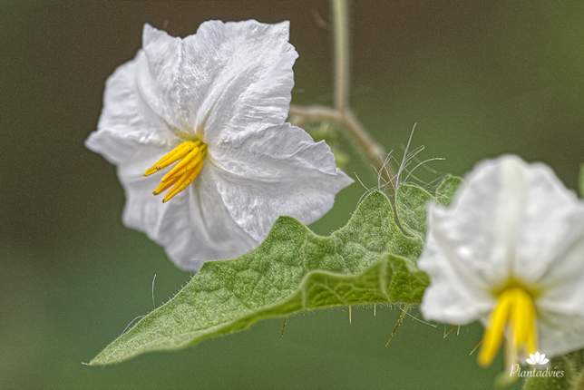 Solanum sisymbriifolium - Wilde tomaat