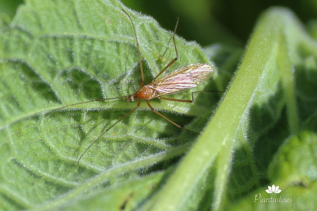 Langpootmug - Tipula vernalis