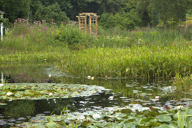 Vijveronderhoud in oktober