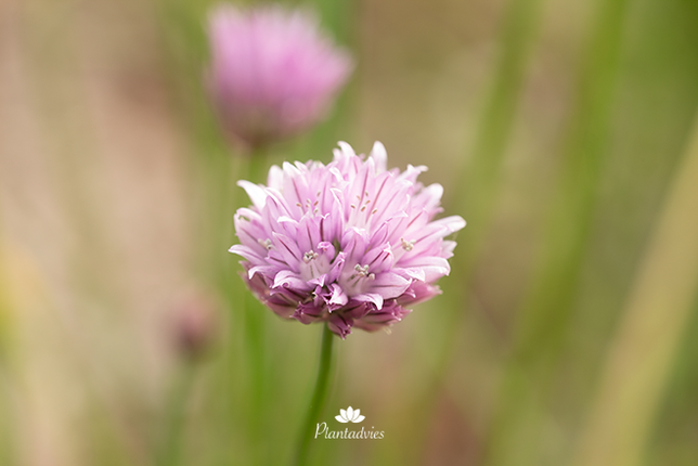 Allium schoenoprasum - Bieslook