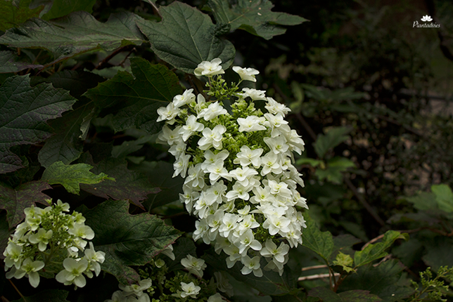 Hydrangea quercifolia - Eikenbladhortensia