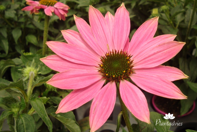 Echinacea purpureaMistral - Rode Zonnehoed