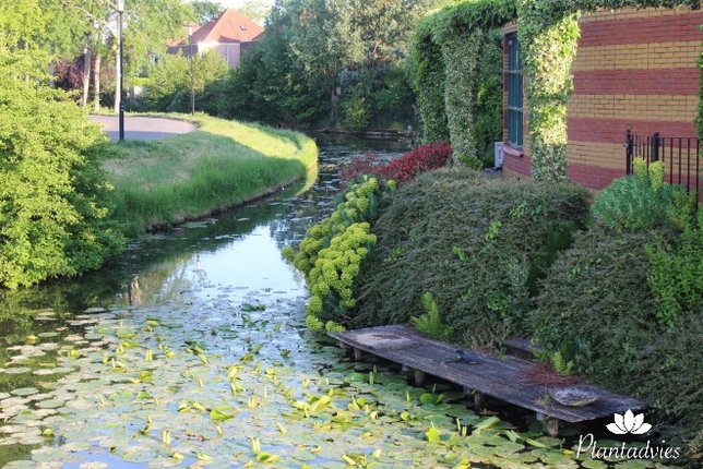Vijveronderhoud in mei