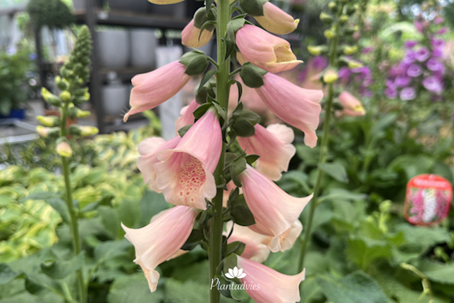 Digitalis purperea - Vingerhoedkruid