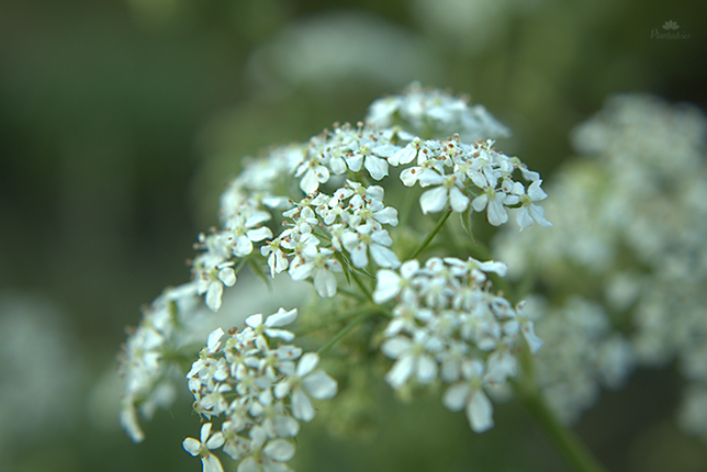 Anthriscus sylvestris - Fluitenkruid